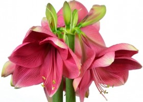 hippeastrum Adele ® (1)